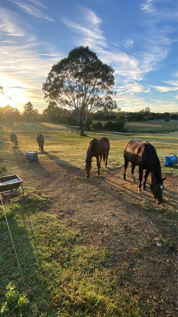 Brisbane man with horse during float hire