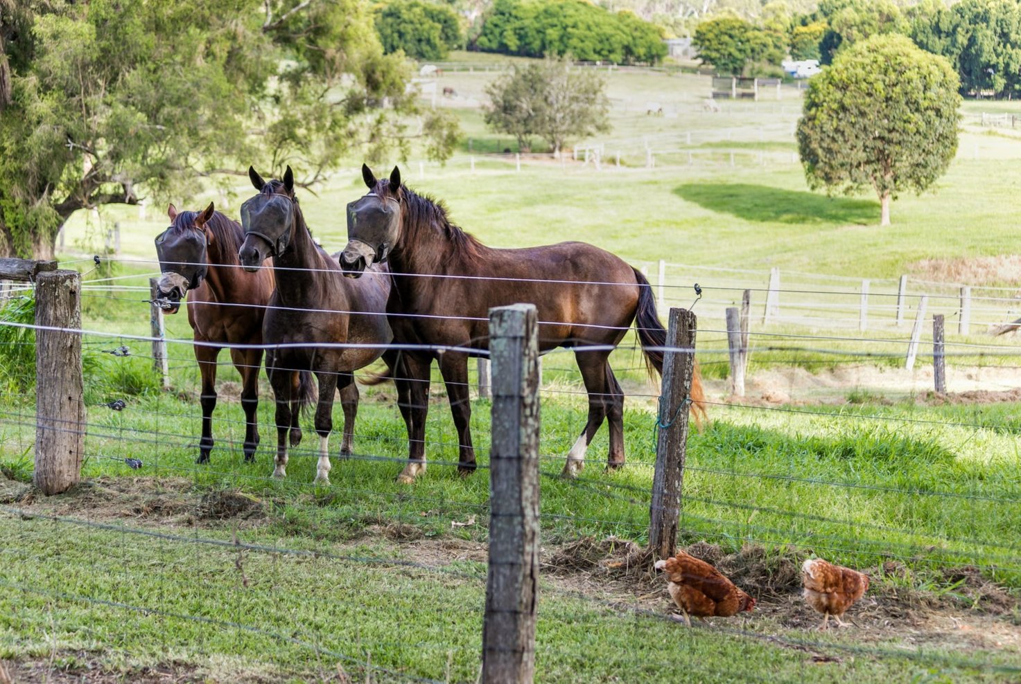 Yahweh Acres Moggill Horse Float Hire